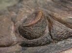 Zlichovaspis Trilobite - Foum Zguid #10525-7